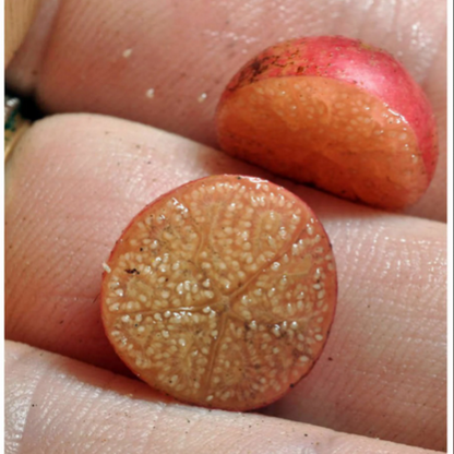 Red Fruit Jamaican Cherry (Birds Cherry) Live Plant