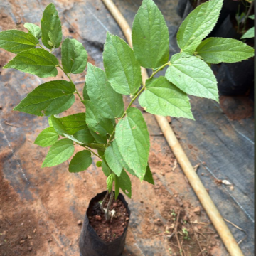 Red Fruit Jamaican Cherry (Birds Cherry) Live Plant