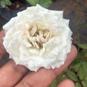 White Paneer Rose – Rare, Fragrant Rose Live plant
