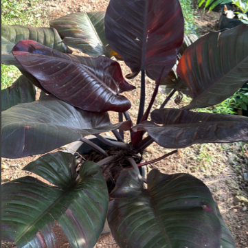 Philodendron Black Cardinal Indoor Live Plant