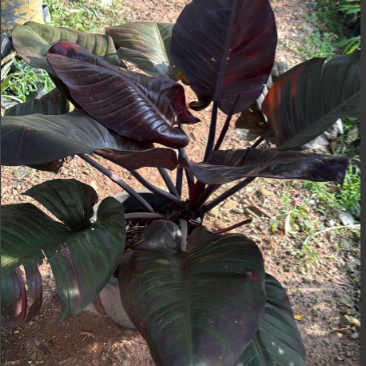 Philodendron Black Cardinal Indoor Live Plant