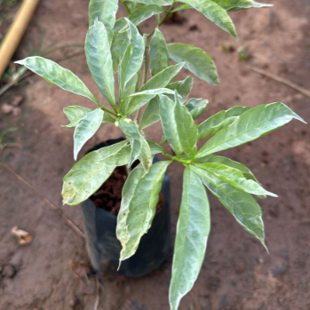 Variegated Pinwheel Fragrant All Time Flowering Live Plant
