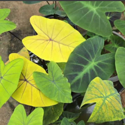Colocasia Canary  Live Plant