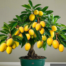 Banganapalli (Benishan) Mango Bonsai Tree  Live Plant