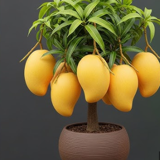 Alphonso Mango Bonsai Tree  Live Plant
