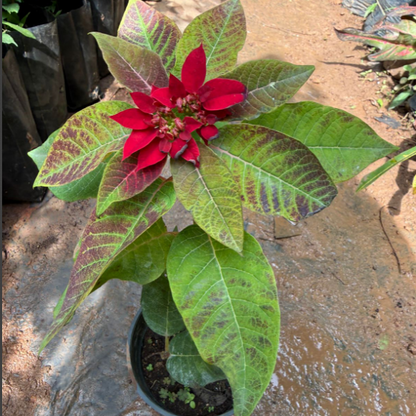 Poinsettia Red (Euphorbia pulcherrima) Rare Flowering  live Plant