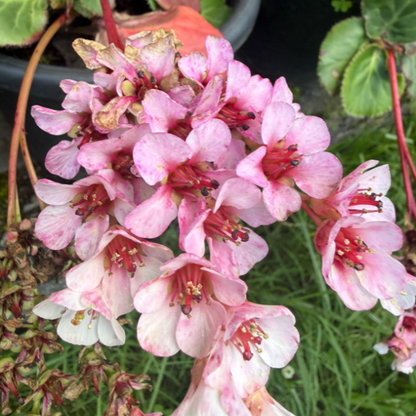 Bergenia ‘Beethoven’ – Rare & Exotic Flowering Plant