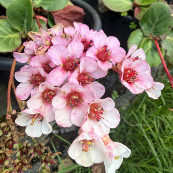 Bergenia ‘Beethoven’ – Rare & Exotic Flowering Plant