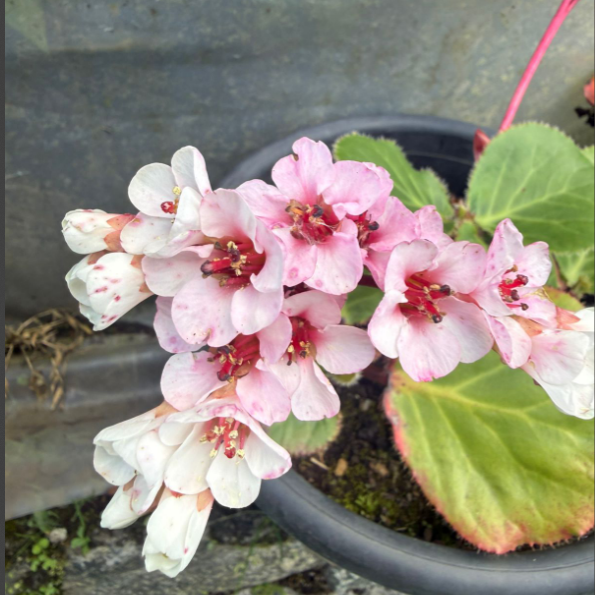 Bergenia ‘Beethoven’ – Rare & Exotic Flowering Plant