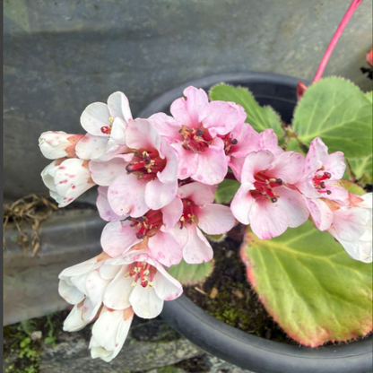 Bergenia ‘Beethoven’ – Rare & Exotic Flowering Plant