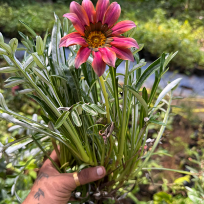 Gazania splendens ‘Kiss Rose’ – Rare Flowering plant