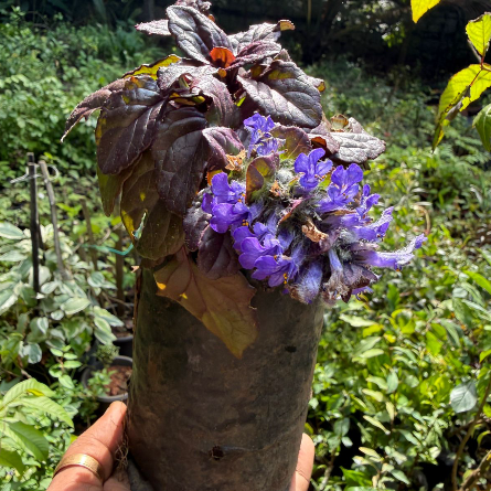 Ajuga reptans ‘Black Scallop’ – Rare Flowering plant