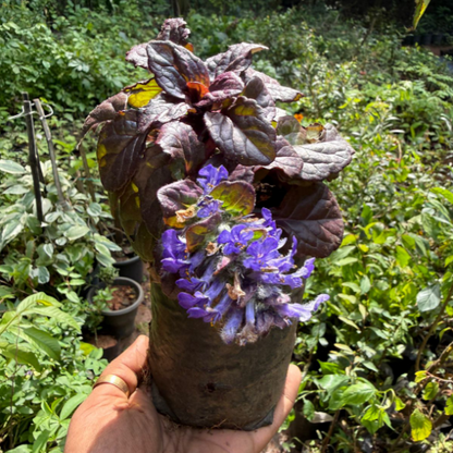 Ajuga reptans ‘Black Scallop’ – Rare Flowering plant