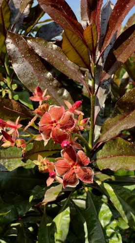 Thailand Plumeria maroon  (Frangipani) Rare All Time Flowering Live Plant