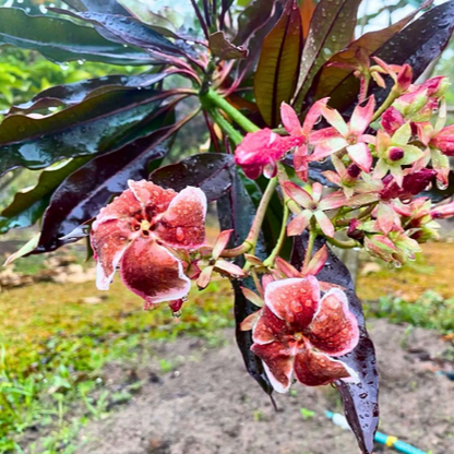 Thailand Plumeria maroon  (Frangipani) Rare All Time Flowering Live Plant