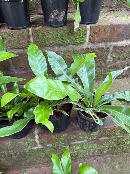 Cobra Fern (Rare Decorative Indoor Fern) Live Plant