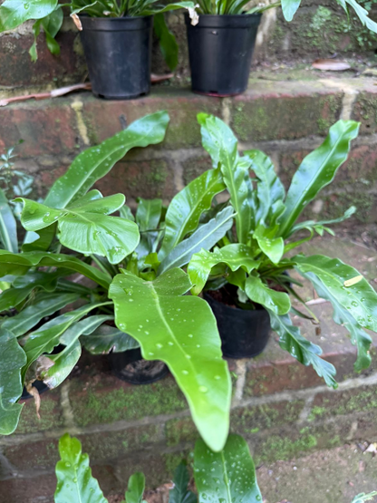 Cobra Fern (Rare Decorative Indoor Fern) Live Plant