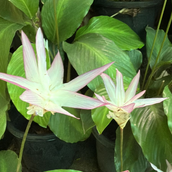 Calathea Loeseneri Live Plant