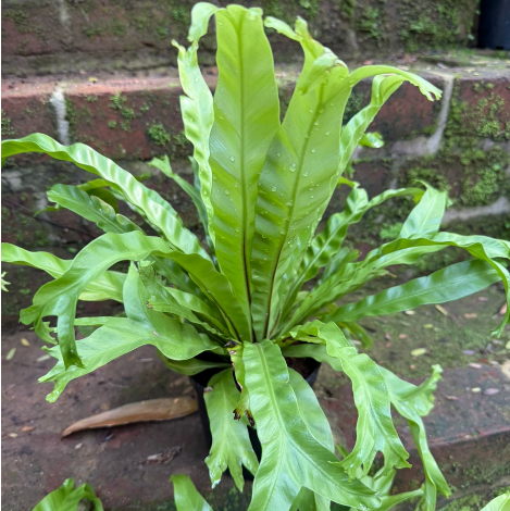 Bird’s Nest Fern Plant (Asplenium nidus) – Premium Indoor Green Plant