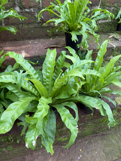 Bird’s Nest Fern Plant (Asplenium nidus) – Premium Indoor Green Plant