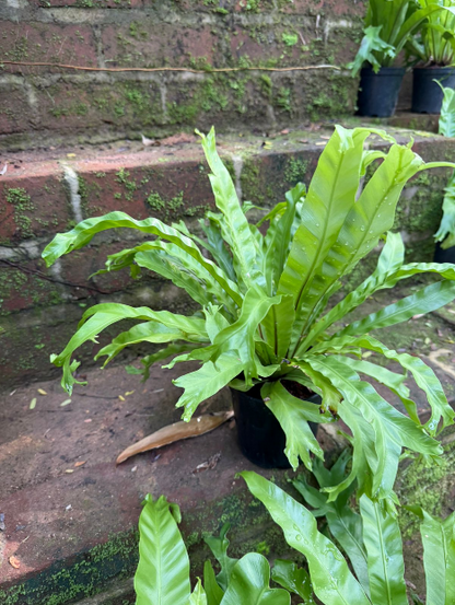 Bird’s Nest Fern Plant (Asplenium nidus) – Premium Indoor Green Plant