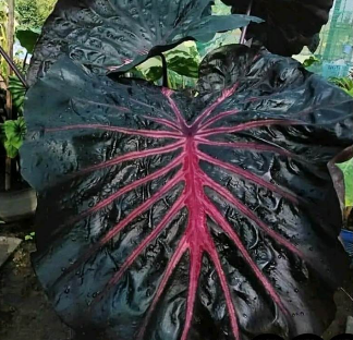 Colocasia Secret Plant – Rare Ornamental Plant