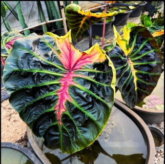 Colocasia ‘Tossakan’ – Rare Exotic Plant