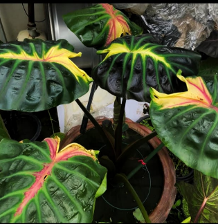 Colocasia ‘Tossakan’ – Rare Exotic Plant