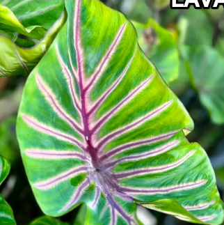 Colocasia Lava Lisa – Rare Exotic Plant