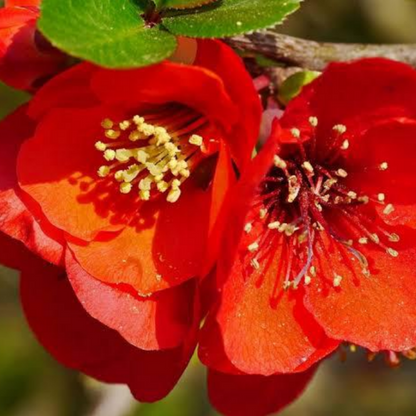 Japanese Quince Red – Rare Flowering Plant