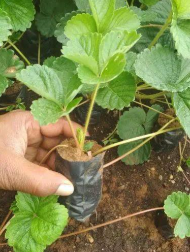 Desi Strawberry Live Plant