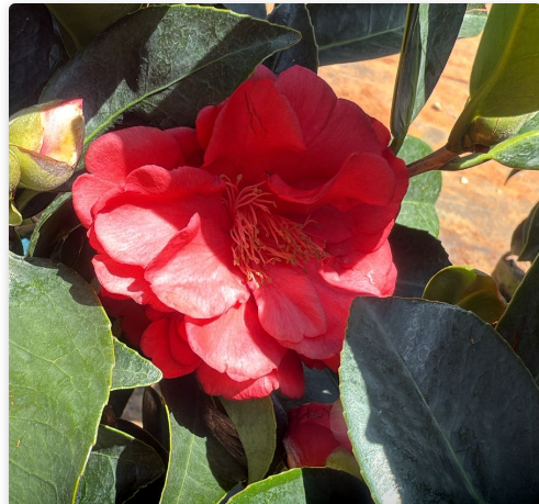 Camellia Red with buds (Camellia Japonica) Rare Flowering Live Plant