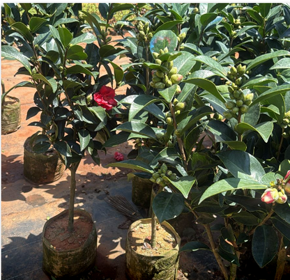 Camellia Red with buds (Camellia Japonica) Rare Flowering Live Plant