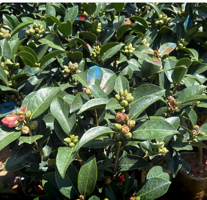 Camellia Red with buds (Camellia Japonica) Rare Flowering Live Plant