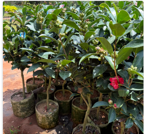 Camellia Red with buds (Camellia Japonica) Rare Flowering Live Plant