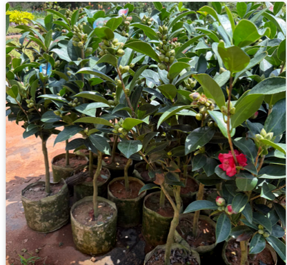 Camellia Red with buds (Camellia Japonica) Rare Flowering Live Plant