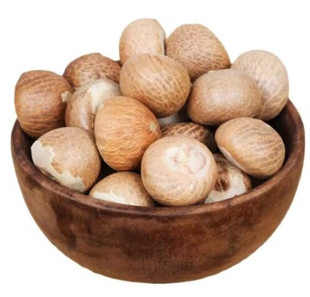 Mangala Betel Nut Tree Live Plant