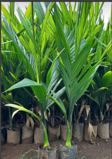 Mangala Betel Nut Tree Live Plant