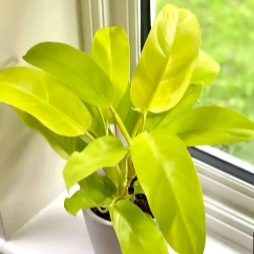 Philodendron Ceylon gold Indoor/ Out door plants