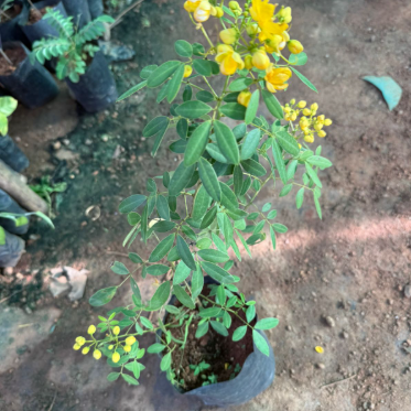Dwarf Cassia Yellow All Time Flowering Live Plant
