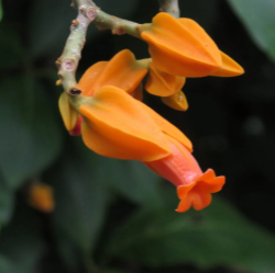 Juanulloa Mexicana All Time Flowering Live Plant