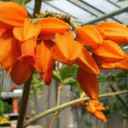 Juanulloa Mexicana All Time Flowering Live Plant