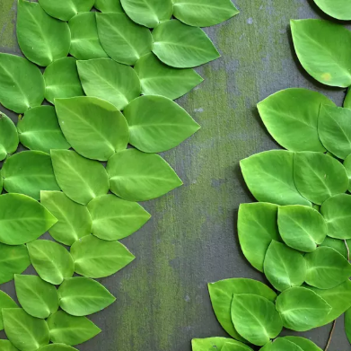 Rhaphidophora hayi Ornamental Live Plant