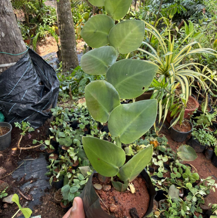 Rhaphidophora hayi Ornamental Live Plant