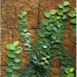 Rhaphidophora hayi Ornamental Live Plant