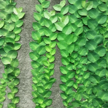 Rhaphidophora hayi Ornamental Live Plant