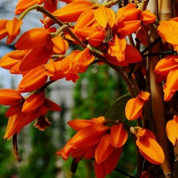 Juanulloa Mexicana All Time Flowering Live Plant