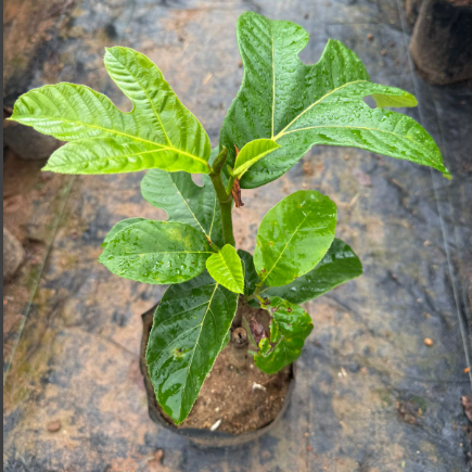 Monkey Jack (Ayanichakka) Grafted Fruit Live Plant