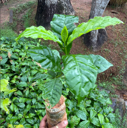 Coffee  Tree Live Plant