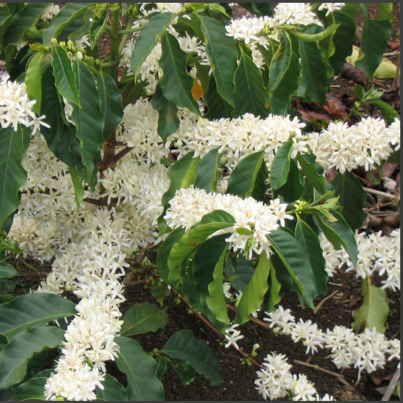 Coffee  Tree Live Plant